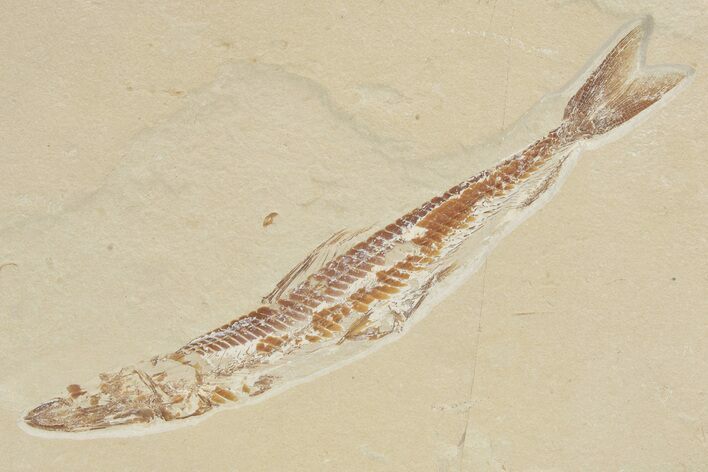 Cretaceous Viper Fish (Prionolepis) Fossil - Hjoula, Lebanon #201380